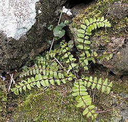 Asplenium azoricum httpsuploadwikimediaorgwikipediacommonsthu