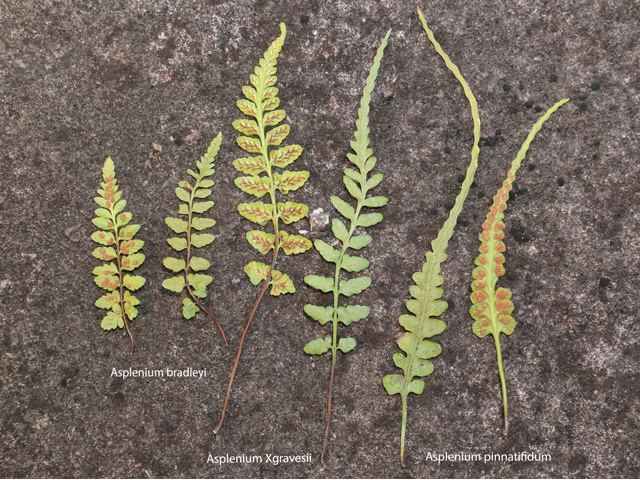 Asplenium bradleyi Asplenium bradleyi Bradley39s spleenwort NPIN