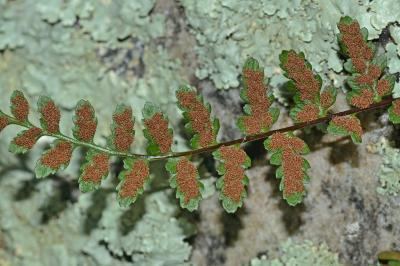 Asplenium bradleyi Digital Atlas of the Virginia Flora Asplenium bradleyi DC Eaton