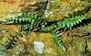 Asplenium bradleyi Asplenium bradleyi Bradleys spleenwort Discover Life