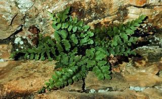 Asplenium bradleyi Asplenium bradleyi Bradleys spleenwort Discover Life