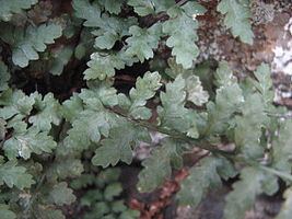 Asplenium bradleyi httpsuploadwikimediaorgwikipediacommonsthu