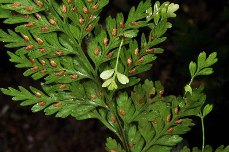 Asplenium bulbiferum Plants amp Flowers Asplenium bulbiferum