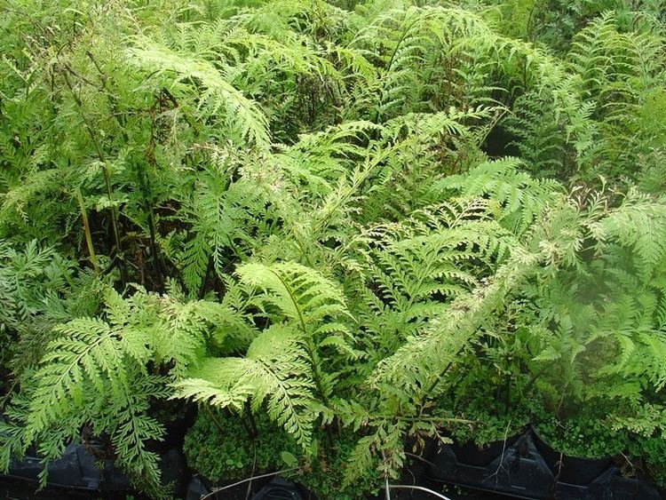 Asplenium bulbiferum Asplenium bulbiferum hen and chickens fern Kauri Park