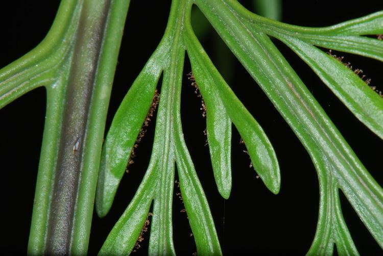 Asplenium bulbiferum Asplenium bulbiferum Wikipedia