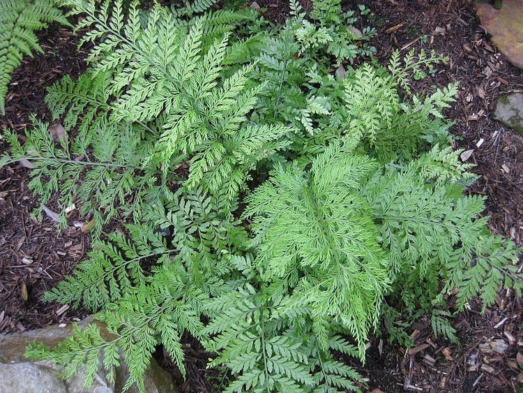 Asplenium bulbiferum Asplenium bulbiferum Hortipedia