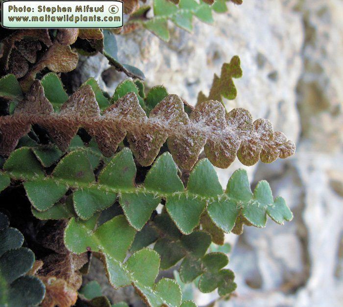 Asplenium ceterach Wild Plants of Malta amp Gozo Plant Asplenium ceterach Rustyback