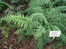 Asplenium daucifolium httpsuploadwikimediaorgwikipediacommonsthu