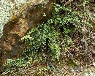 Asplenium flabellifolium Ferns and Fern Allies in the Canberra Region Necklace Fern