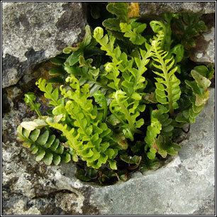 Asplenium marinum Irish ferns Sea Spleenwort Asplenium marinum