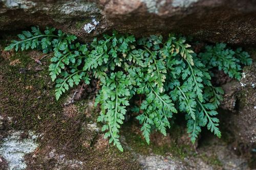 Asplenium montanum mountain spleenwort Asplenium montanum iNaturalistorg