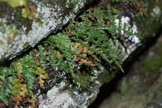 Asplenium montanum Asplenium montanum Mountain spleenwort fern Discover Life