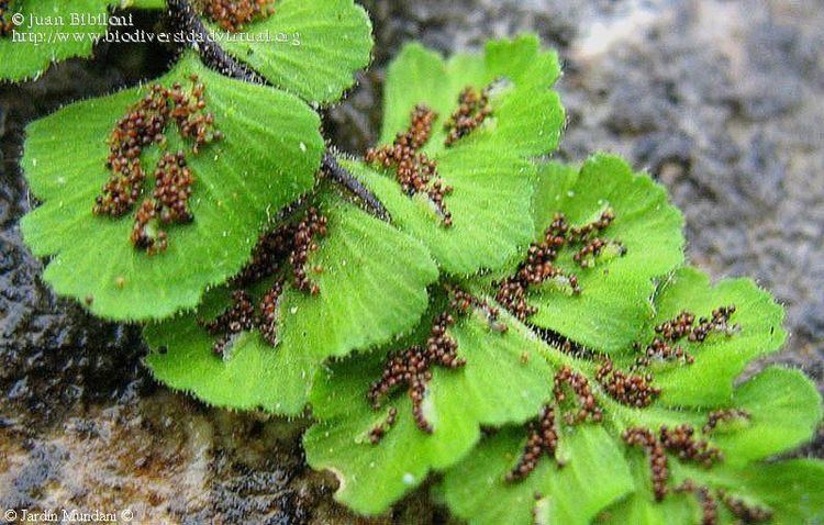 Asplenium petrarchae Asplenium petrarchae Gurin DC subsp petrarchae 118304