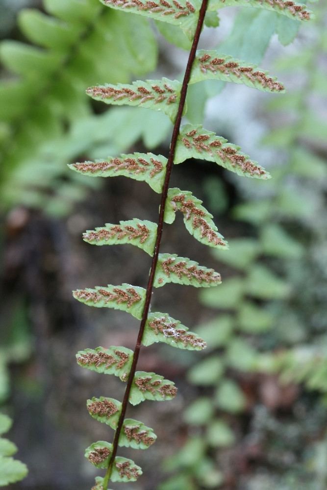 Asplenium platyneuron Asplenium platyneuron ebony spleenwort Go Botany