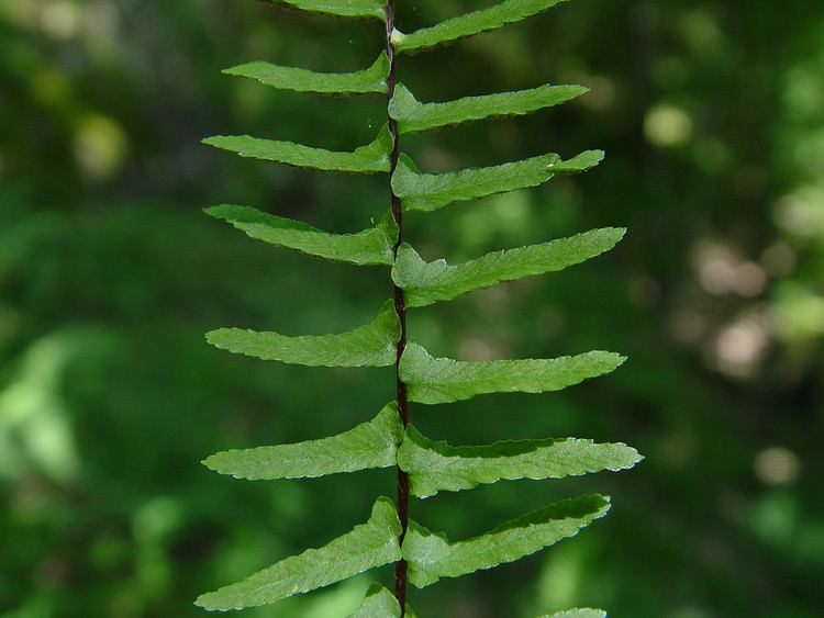 Asplenium platyneuron Asplenium platyneuron ebony spleenwort Go Botany