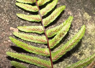 Asplenium platyneuron Asplenium platyneuron Ebony spleenwort fern Discover Life