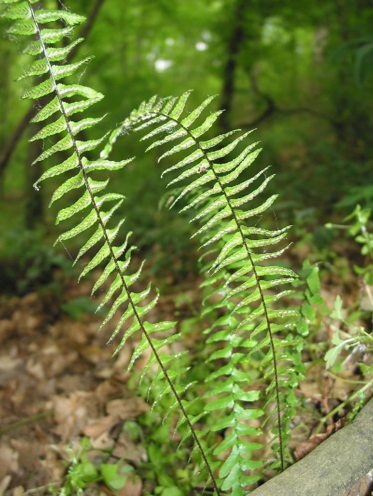 Asplenium platyneuron lrAspleniumplatyneuron2jpg