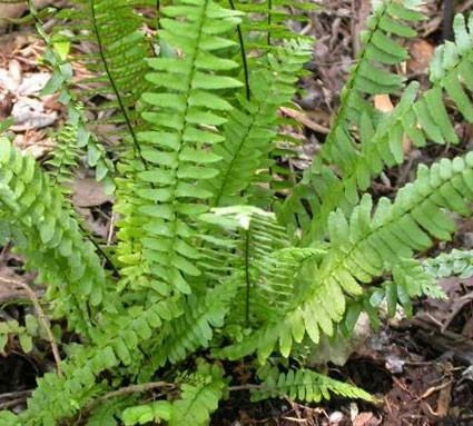 Asplenium platyneuron Asplenium platyneuron Glasshouse Works