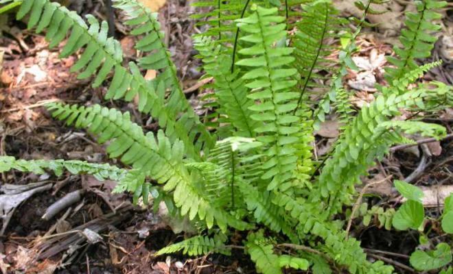 Asplenium platyneuron Asplenium platyneuron Kollar Nursery