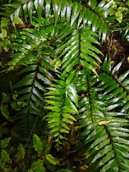 Asplenium polyodon - Alchetron, The Free Social Encyclopedia