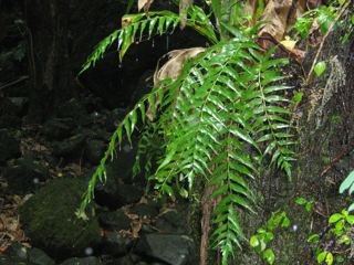 Asplenium polyodon Nitta331Aspleniumpolyodon1smjpg