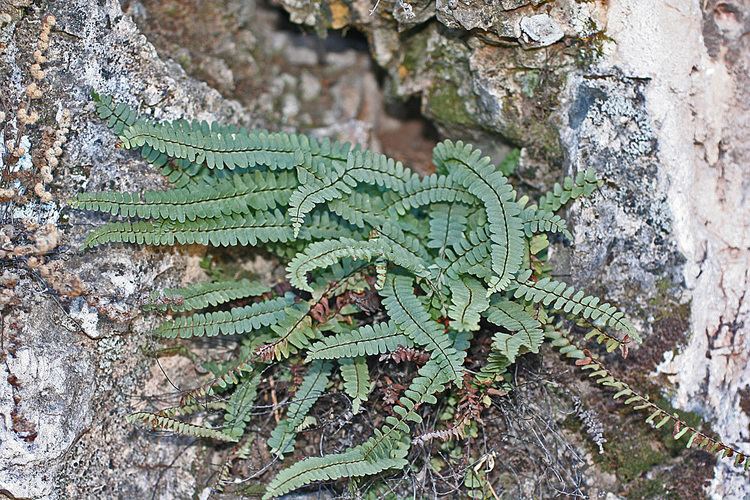 Asplenium resiliens Vascular Plants of the Gila Wilderness Asplenium resiliens