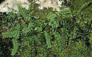 Asplenium resiliens Asplenium resiliens Blackstemmed spleenwort fern Discover Life