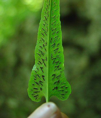 Asplenium rhizophyllum Asplenium rhizophyllum page