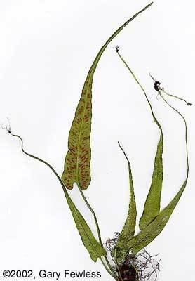 Asplenium rhizophyllum Pteridophytes of Wisconsin Asplenium rhizophyllum walking fern
