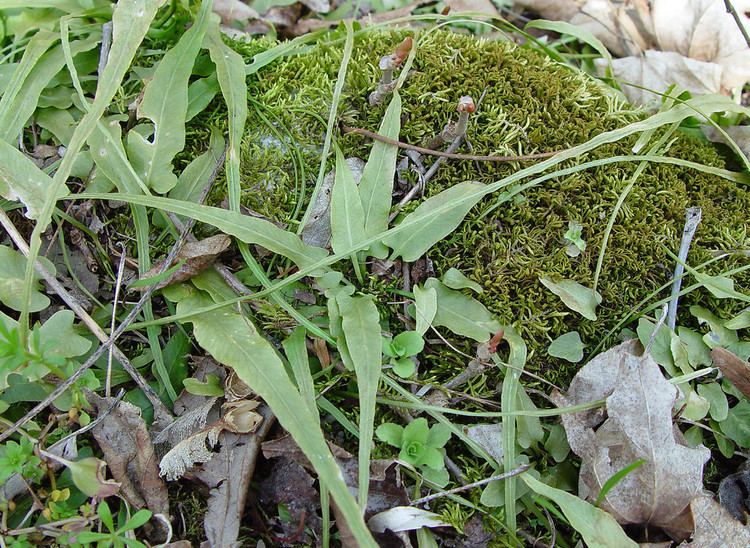 Asplenium rhizophyllum Asplenium rhizophyllum walking fern walking spleenwort Go Botany