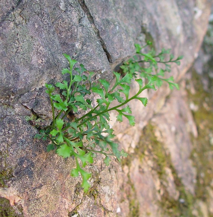 Asplenium ruta-muraria Asplenium rutamuraria wallrue spleenwort Go Botany