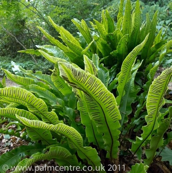 Asplenium scolopendrium Asplenium scolopendrium From Palm Centre