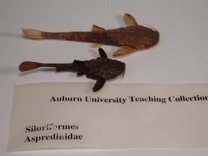 Aspredinidae Aspredinidae Siluriformes Fisheries Media Gallery