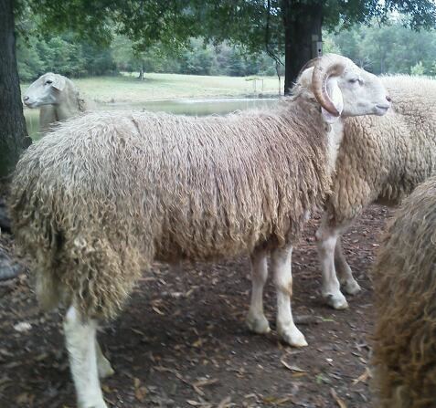Assaf sheep Awassi Sheep Awassi Fat Tail Sheep Breeder Blue Tonge Awassi