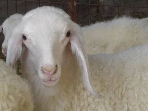 Assaf sheep 4183jpg