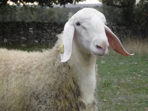 Assaf sheep 4181jpg