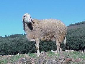 Assaf sheep Sheep 101 Sheep Breeds A Ba