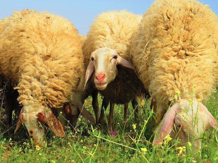 Assaf sheep Assaf sheep Wikipedia