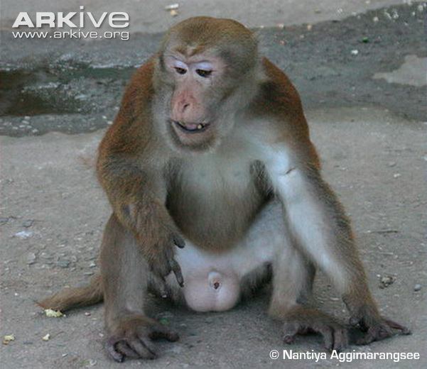 Assam macaque Assam macaque photo Macaca assamensis G43225 ARKive