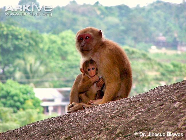 Assam macaque Assam macaque photo Macaca assamensis G114085 ARKive
