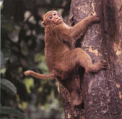 Assam macaque www2gsueduwwwvirVirusInfoimagesassamese1jp