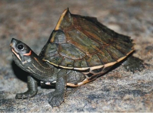 Assam roofed turtle Some Rare Turtles of Assam Travel Nelive
