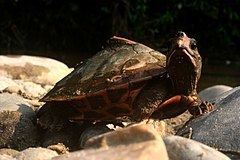 Assam roofed turtle httpsuploadwikimediaorgwikipediacommonsthu