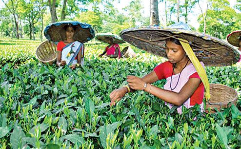Assam tea 13 Facts You Did Not Know About Assam Tea Business Nelive