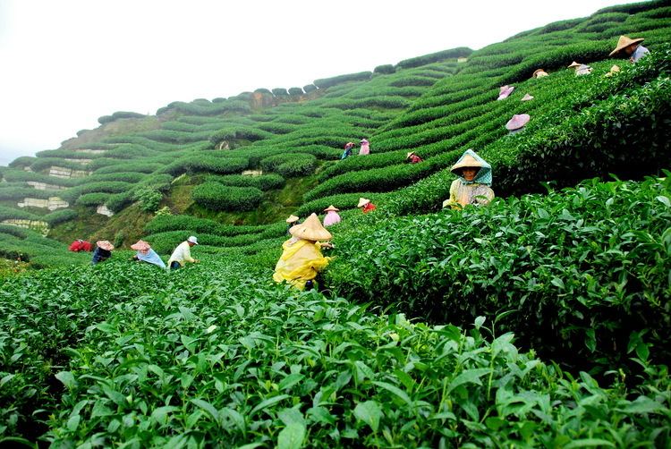 Assam tea 1000 images about Tea Gardens on Pinterest