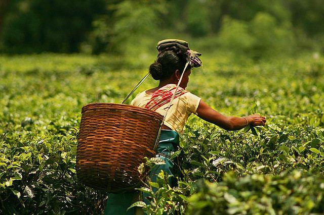 Assam tea Assam Tea Garden Owners Oppose LBA News Nelive