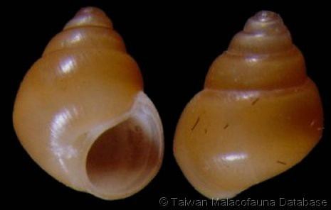 Assiminea wwwgastropodscomShellImagesABAssimineabrev