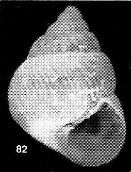 Assiminea Taxon Pages Malay Peninsular Terrestrial Molluscs