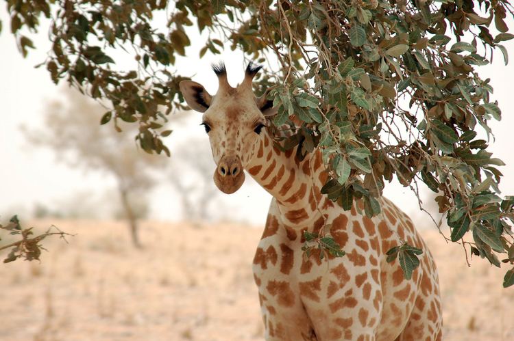 Association to Safeguard Giraffes in Niger