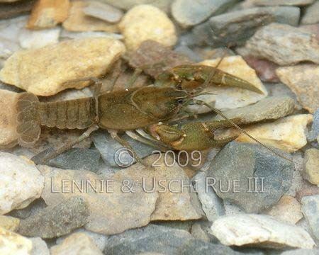 Astacidae Crayfish Cambarus bartoni Astacidae RWP LR2 3518